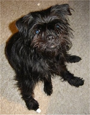 Top down view of a black Affenpinscher puppy sitting on a carpet and it is looking up.