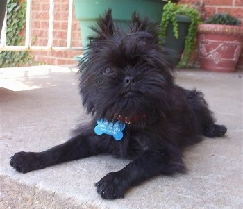 The front left side of a black Affenpinscher puppy with bone shaped dog tag and it is laying on porch