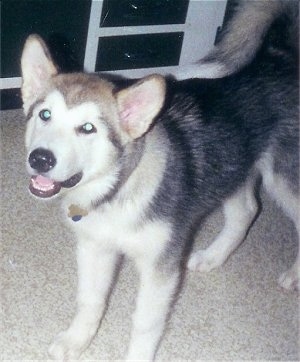 The front left side of a black with white and tan Alaskan Malamute puppy that is standing across a carpet with its mouth open