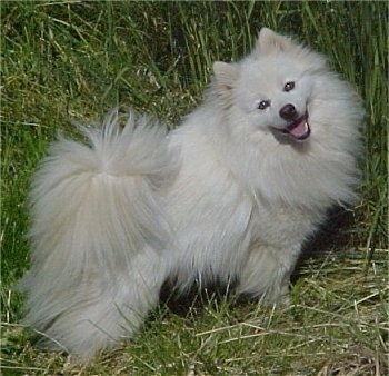 American Eskimo Puppies on Find The 5 Dogs   Page 13