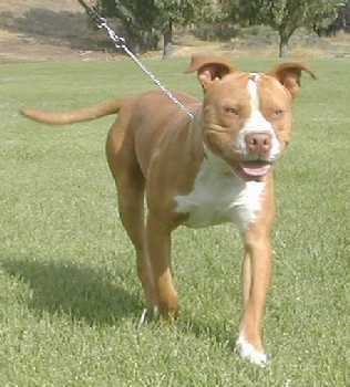 The front right side of a red-nose American Pit Bull Terrier is happily walking on a lawn with its mouth open and it is wearing a leash