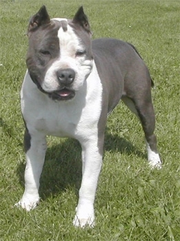 AmericanStaffordshireTerrierMountbrierfarms935without.jpg