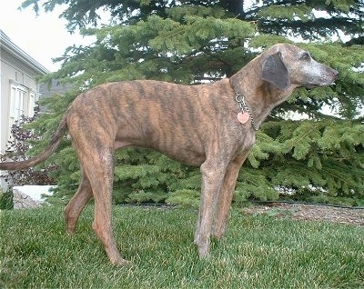 The right side of a brindle Azawakh Hound that is wearing a choke chain collar and it is standing across a yard with a douglas fir tree behind it
