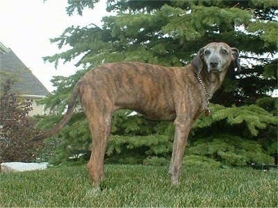 The right side of a brindle Azawakh Hound that is standing across grass with a douglas fir tree behind it and itt is looking forward.