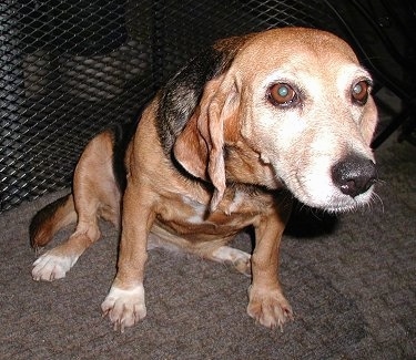 Close Up - Dixie the Beagle sitting on a carpet