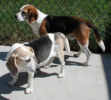 Butch the Beagle standing on the sidewalk in front of a chain link fence with Barney the Beagle behind him