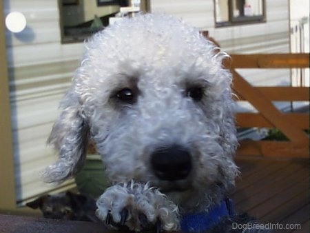 Close Up - Brenin the Bedlington Terriers face