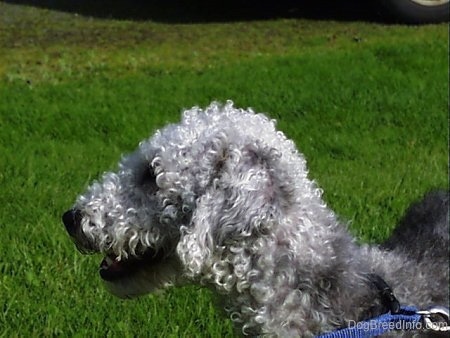 Close Up Right Profile - Brenin the Bedlington Terrier outside