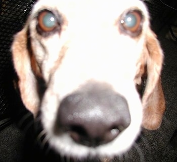 Close Up - Beagles face with the focal point on the nose
