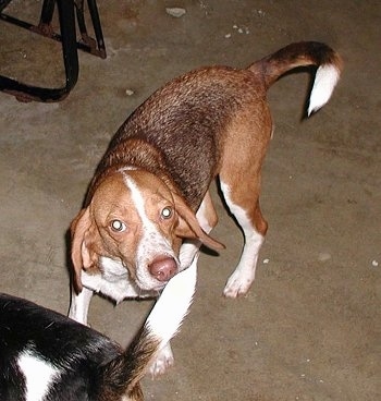 Barney the Beagle standing in the carpet looking playful, with another dogs end in front of it
