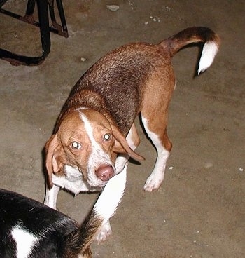 Barney the Beagle standing in the carpet looking playful, with another dogs end in front of it