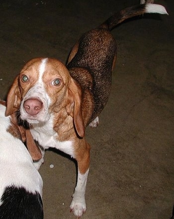 Barney the Beagle standing in front of another Beagle on a carpet