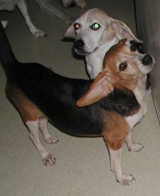 Jenny and Butch the Beagles standing next to a wall