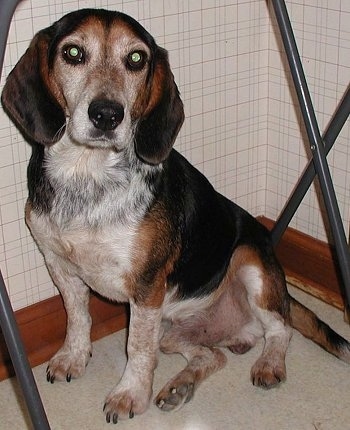 Buddy the Beagle sitting in a corner under a portable table