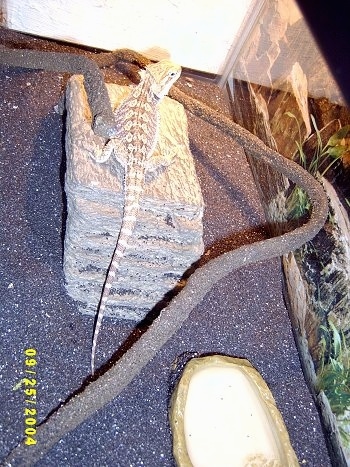 View from the top looking down at the lizard - The backside of a Bearded Dragon that is standing on a rock bridge. It is looking to the right.