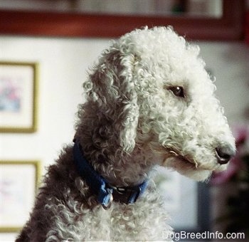 Head shot - Brenin the Bedlington dog looking to the right in a living room