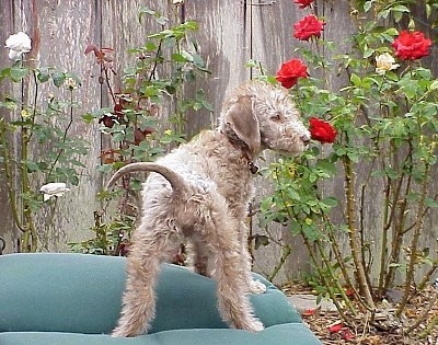 Bedlington Terrier Puppy sniffing a red rose flower with a wooden fence in the background