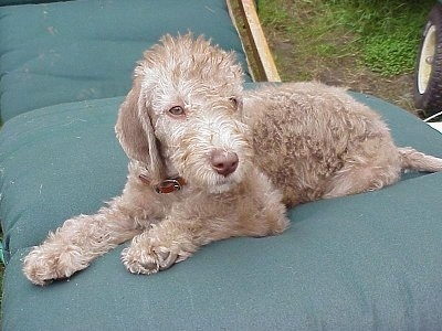 Bedlington Terrier Puppy laying on a lawn chair