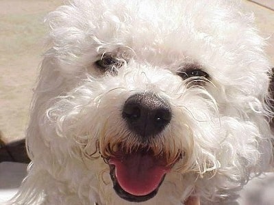 Close Up head shot - Princess the Bichon Frise with her mouth open and tongue out looking happy
