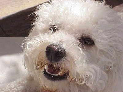 Close Up head shot - Princess the Bichon Frise looking into the distance with her mouth open