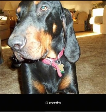 American Black and Tan Coonhound Puppy Dogs