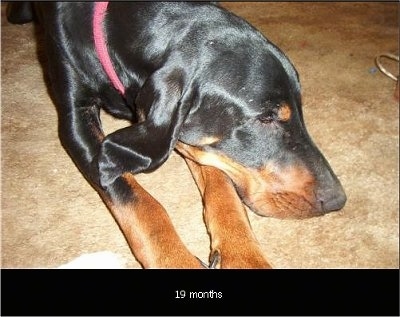 American Black and Tan Coonhound Puppy Dogs