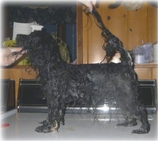 Left Profile - A wet black dog is standing across a washing machine. A hand is on the dogs chin and there is another hand holding its tail up.