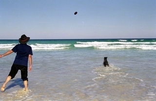 Meg UD the Border Collie running through the water to catch a frisbee