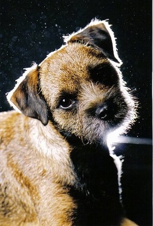 Glamour shot of Border Terrier with its head tilted to the right with a black background and light bordering the head of the dog