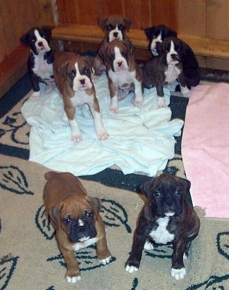 A litter of 8 Boxer puppies sitting on the floor looking up at the person holding the camera