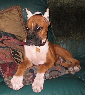 Skipper the Boxer puppy laying on a green leather couch on top of a pillow with white tape on its ears