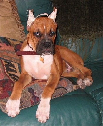 Skipper the Boxer Puppy laying on a green leather couch on top of an earthy colored pillow with white tape on its ears and looking at the camera holder
