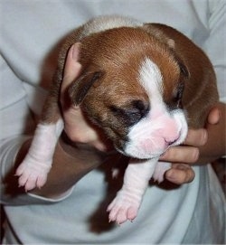 Close Up - Nine Day Old Boxer Puppy being held in the air by a person