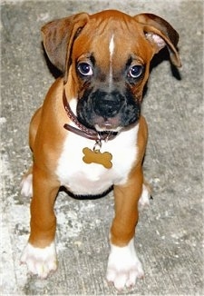 Skipper the Boxer puppy sitting outside on concrete looking at the camera holder