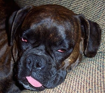 Rosie the Boxer sleeping on a couch