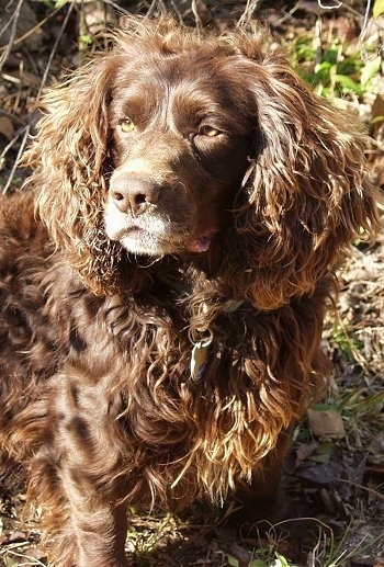 Close Up - Boykin Spaniels sitting outside and looking back