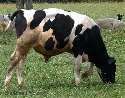 Cow Bull