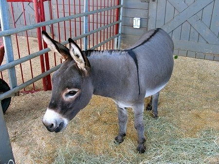A donkey is standing in hay. Its head is level with its body and it is looking forward in front of a gray barn.