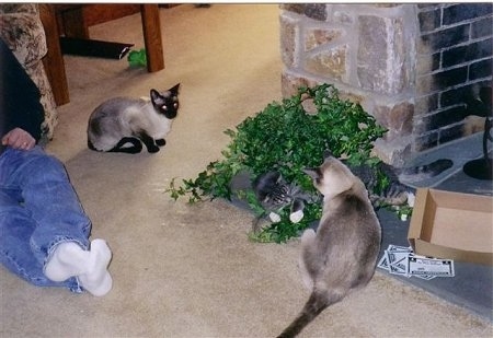 Bandit the cat is sitting and looking at Moses who is looking at Shaggy sleep in green vine decorations next to a fireplace