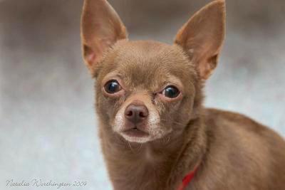 chihuahua dog 