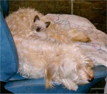A tan Poodle mix is sleeping on a blue leather chair and a Siamese Kitten is laying on its belly