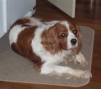 Honey the Cavalier King Charles Spaniel is laying on a mat on a hardwood floor in front of a door