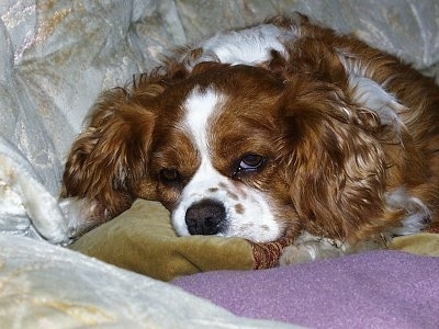 Charlie the Cavalier King Charles Spaniel puppy is laying on a couch