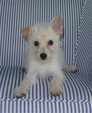 Alfie the Chi-Poo puppy is laying on a blue and white vertically striped couch