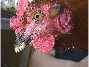 Close up side view head shot - The red face of a hen that is being held in the air by a person.