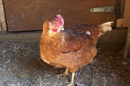 Side view - A Rhode Island hen is standing on a dirt surface in front of a barn door looking to the right.