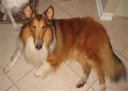 Manny the Collie is laying on a tiled floor. There is another dog sitting on a rug behind him