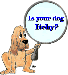 A drawn dog sitting and it is holding up a magnifying glass. The words - Is your dog Itchy? - is magnified