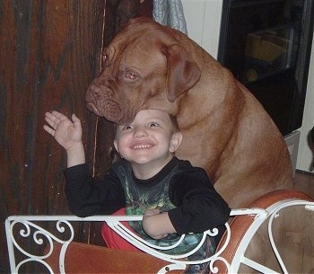 Hooch the Dogue de Bordeaux is sitting behind a little boy with his had on top of him. The boy is sitting up under hooch smiling and waving