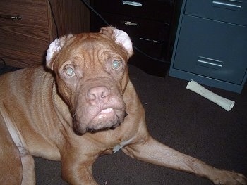 Hooch the Dogue de Bordeaux is sitting in front of three filing cabinets with his lip stuck up on his teeth making a funny face. There is a dog bone in front of one of them. His ears are inside out.